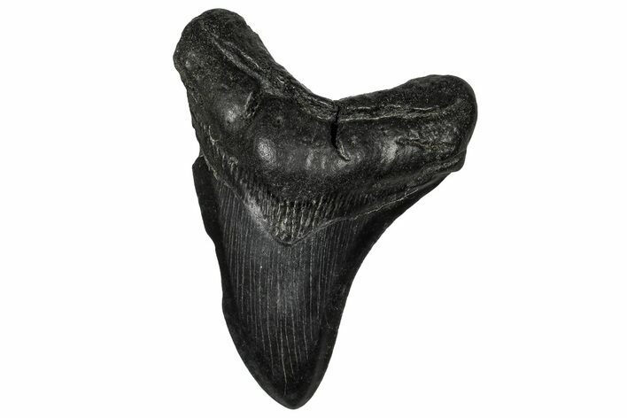 Fossil Megalodon Tooth - South Carolina #356853